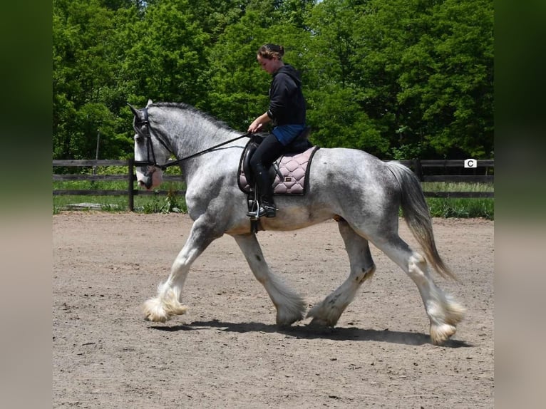 Clydesdale Wałach 4 lat 173 cm Karodereszowata in Strasburg, OH