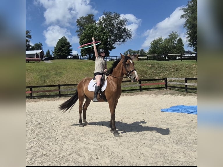 Clydesdale Mix Wałach 5 lat 165 cm Gniada in Street