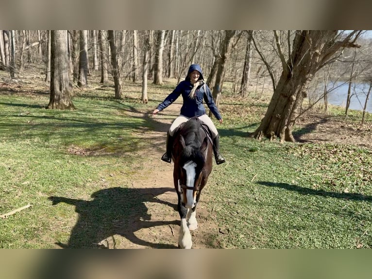 Clydesdale Mix Wałach 6 lat 173 cm Gniada in Gap