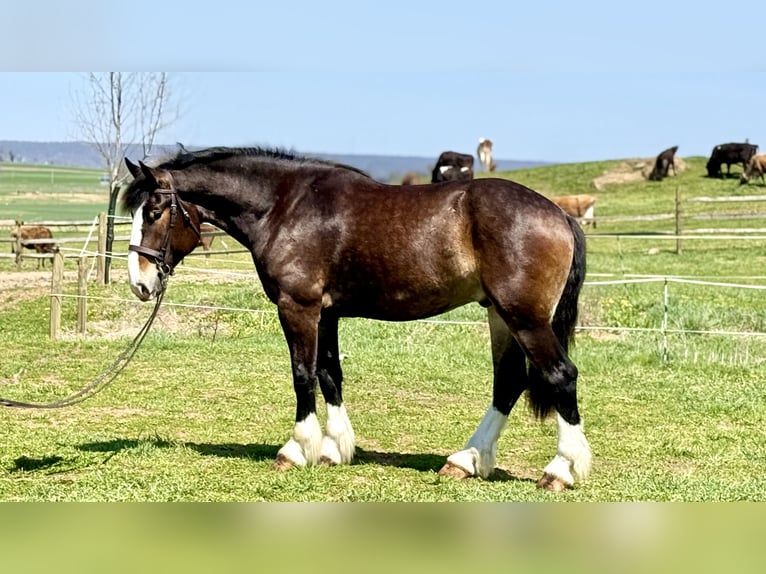 Clydesdale Mix Wałach 6 lat 173 cm Gniada in Gap