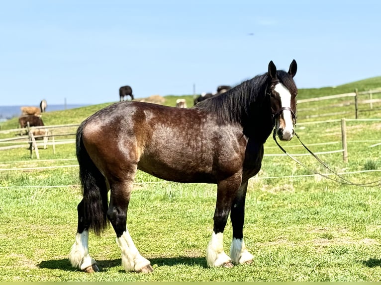 Clydesdale Mix Wałach 6 lat 173 cm Gniada in Gap