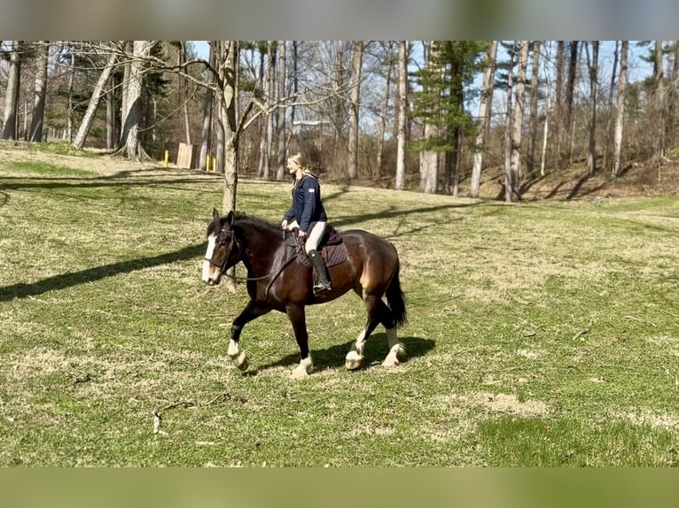 Clydesdale Mix Wałach 6 lat 173 cm Gniada in Gap
