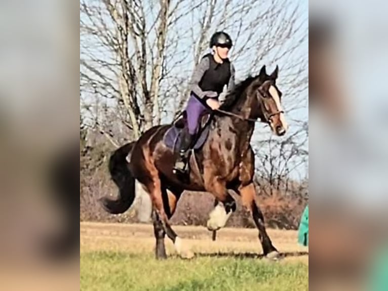 Clydesdale Wałach 7 lat 165 cm Gniada in Jeffersonton