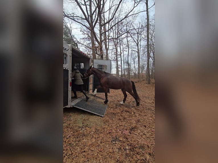 Clydesdale Wałach 7 lat 165 cm Gniada in Jeffersonton