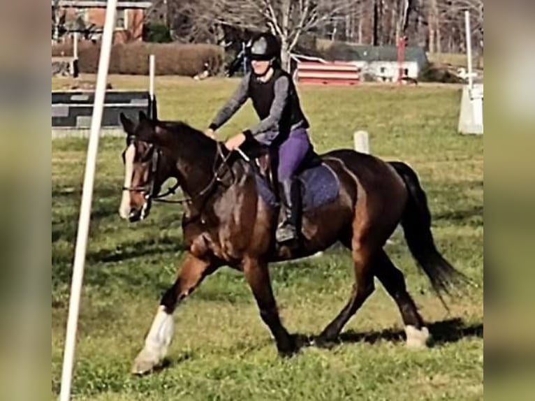 Clydesdale Wałach 7 lat 165 cm Gniada in Jeffersonton