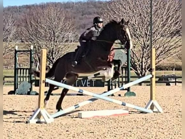 Clydesdale Wałach 7 lat 165 cm Gniada in Jeffersonton