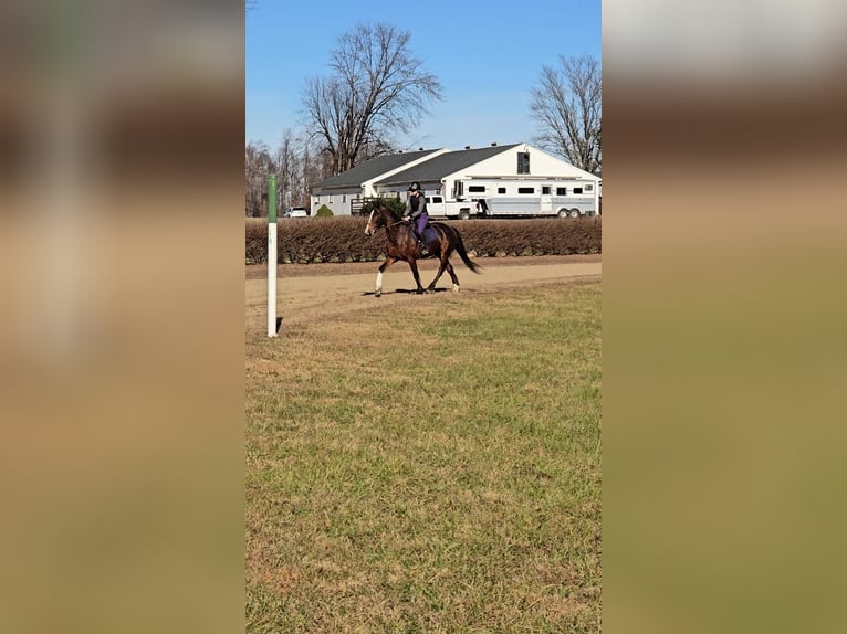 Clydesdale Wałach 7 lat 165 cm Gniada in Jeffersonton