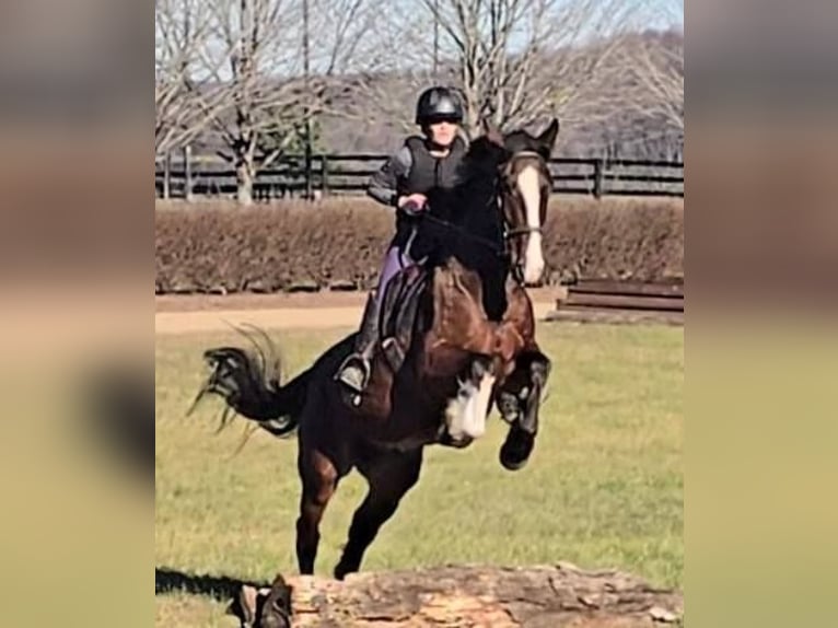 Clydesdale Wałach 8 lat 165 cm Gniada in Jeffersonton