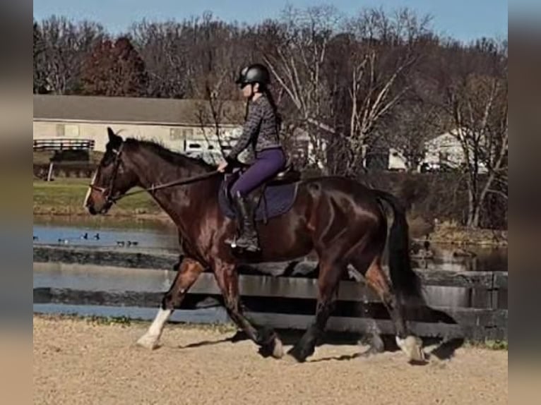 Clydesdale Wałach 8 lat 165 cm Gniada in Jeffersonton