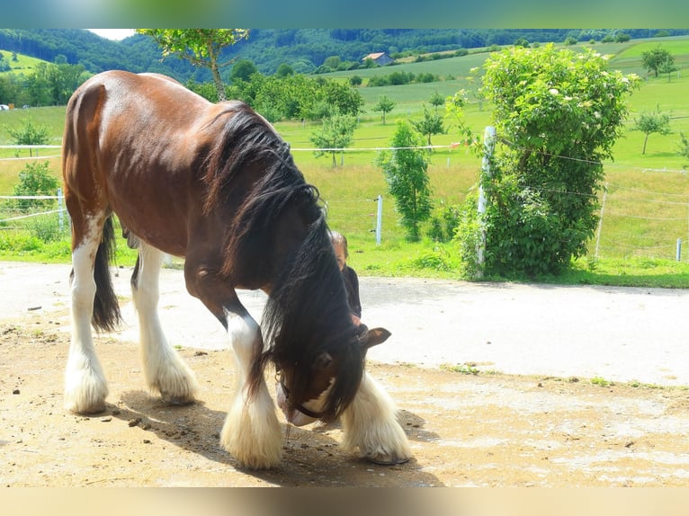 Clydesdale Wałach 9 lat 188 cm Gniada in Kappel