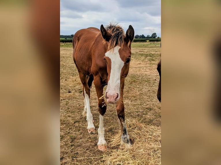 Clydesdale Mix Wałach Źrebak (03/2025) 170 cm Gniada in York