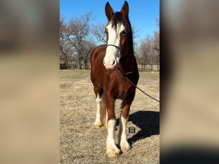 Clydesdale Wałach 5 lat 163 cm Gniadodereszowata in Jacksboro, TX