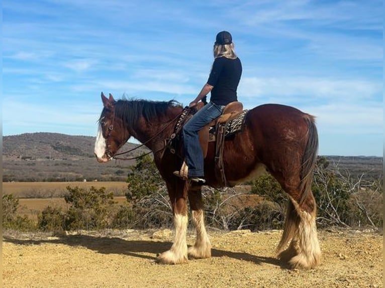 Clydesdale Wałach 5 lat 163 cm Gniadodereszowata in Jacksboro, TX