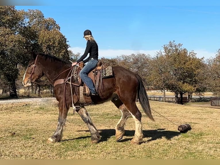 Clydesdale Wałach 5 lat 170 cm Gniada in Jacksboro TX