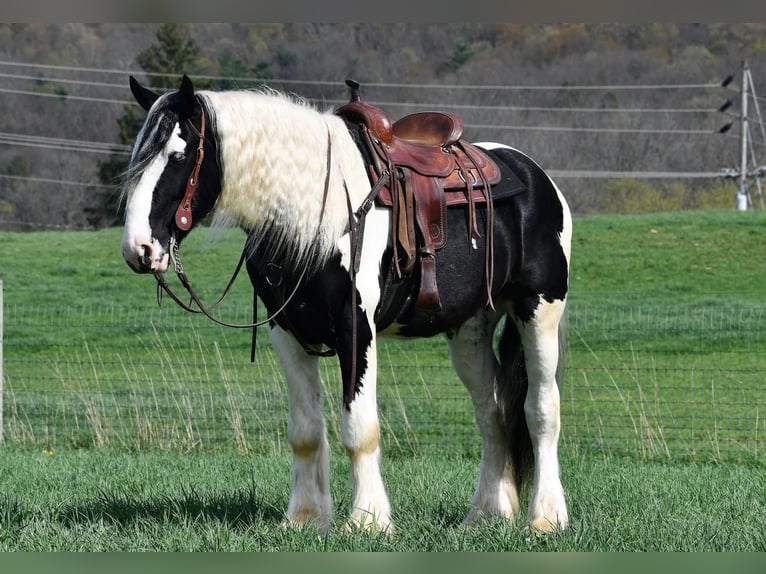 Clydesdale Mix Wałach 5 lat in Rebersburg, PA