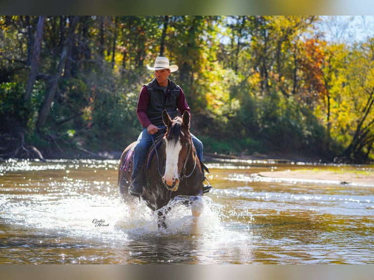 Clydesdale Wallach 10 Jahre 175 cm Rotbrauner in Fairbank