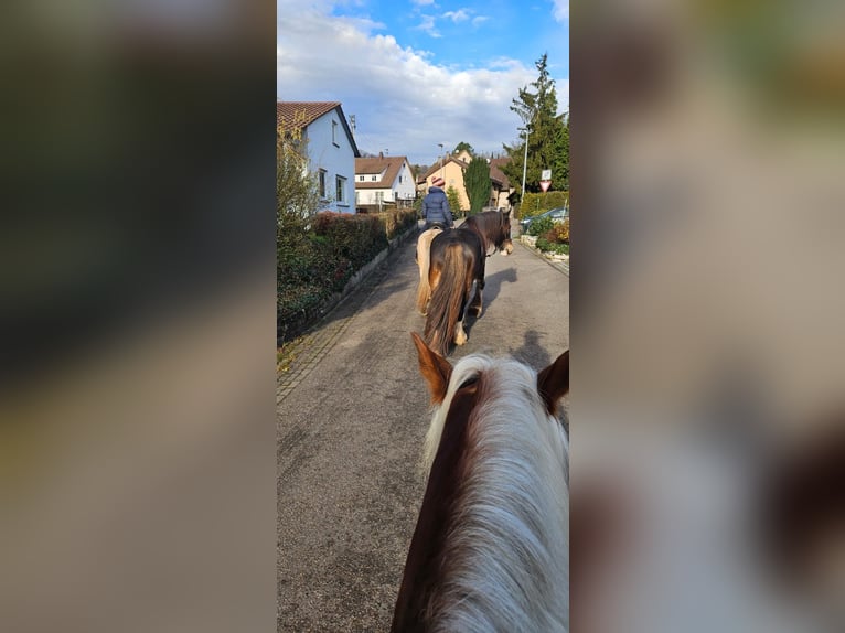 Clydesdale Wallach 10 Jahre 185 cm  in Sachsenheim