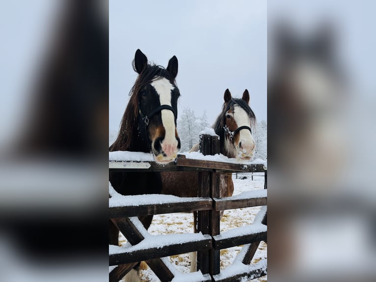 Clydesdale Wallach 10 Jahre 185 cm  in Sachsenheim