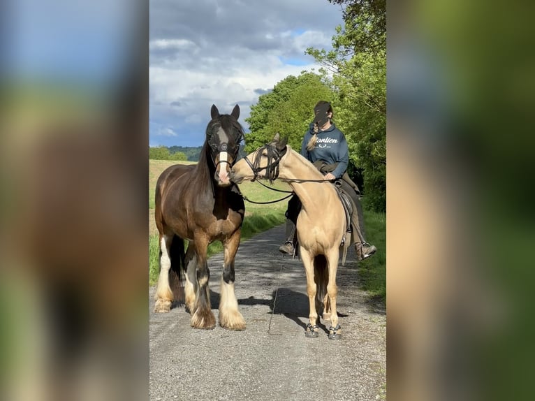 Clydesdale Wallach 10 Jahre 185 cm  in Sachsenheim