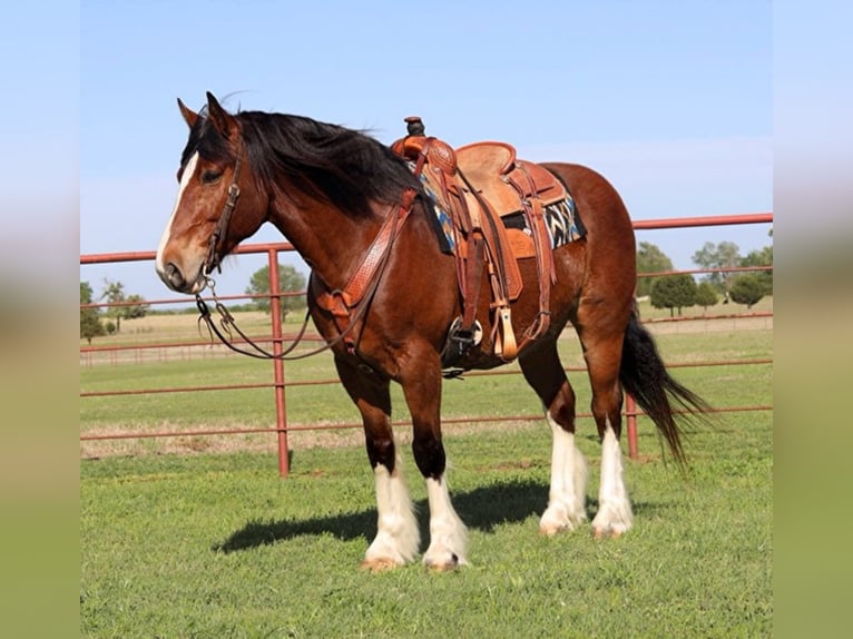 Clydesdale Wallach 10 Jahre Rotbrauner in Grand Salene Texas