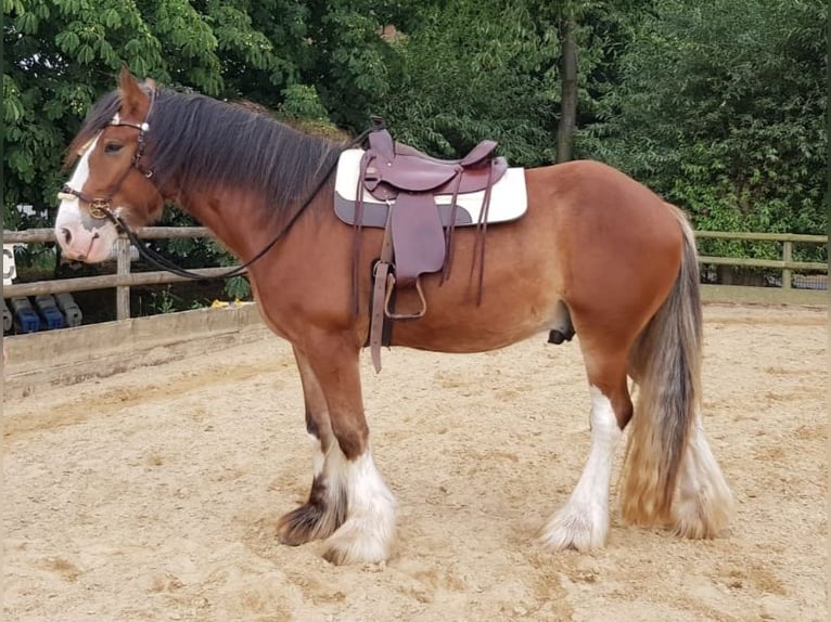 Clydesdale Wallach 11 Jahre 176 cm Brauner in Hilden