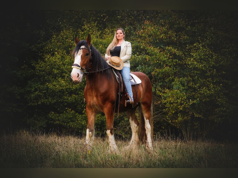 Clydesdale Wallach 11 Jahre 176 cm Brauner in Hilden