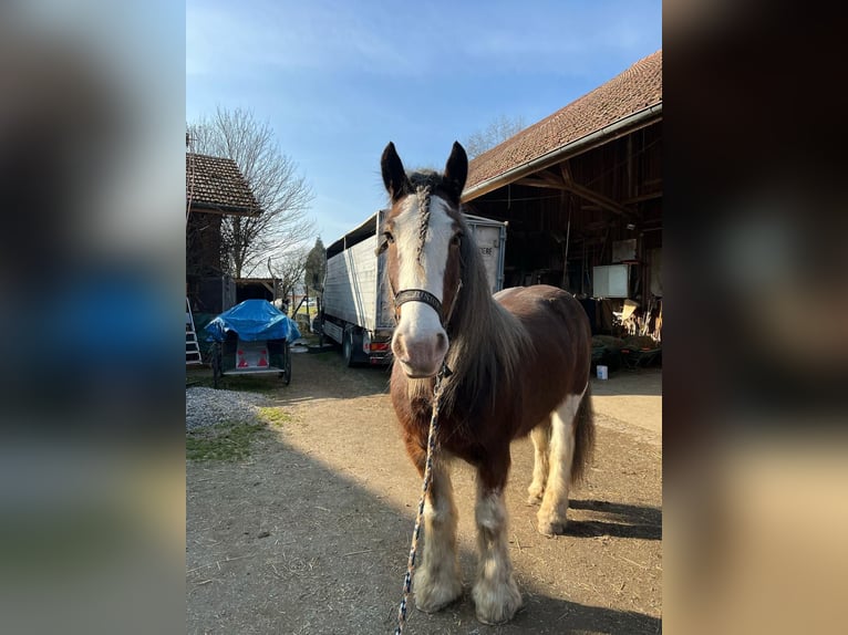 Clydesdale Wallach 11 Jahre Brauner in M&#xFC;lligen