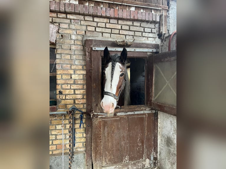Clydesdale Wallach 11 Jahre Brauner in M&#xFC;lligen