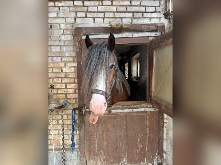Clydesdale Wallach 11 Jahre Brauner in M&#xFC;lligen