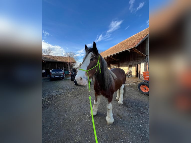 Clydesdale Wallach 11 Jahre Brauner in M&#xFC;lligen