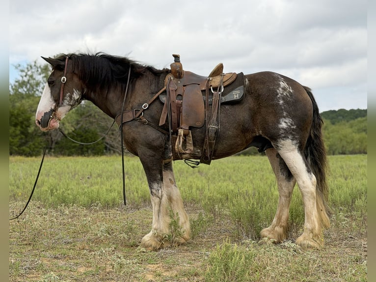 Clydesdale Wallach 11 Jahre Brauner in Weatherford