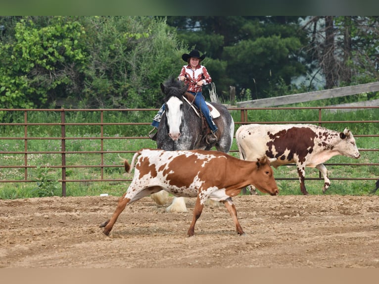 Clydesdale Wallach 20 Jahre 183 cm Rappe in Woodstock, IL