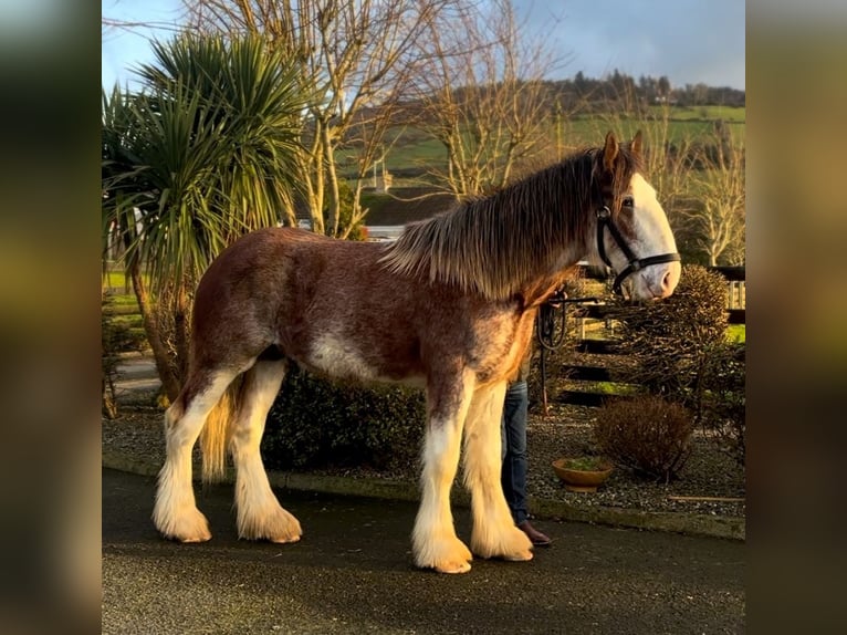 Clydesdale Wallach 2 Jahre 170 cm Roan-Bay in Newry