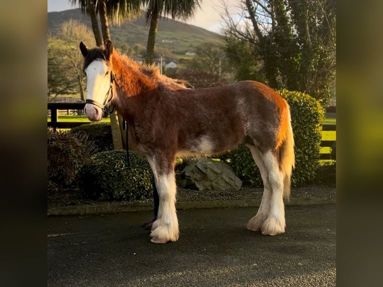 Clydesdale Wallach 2 Jahre 170 cm Roan-Bay in Newry