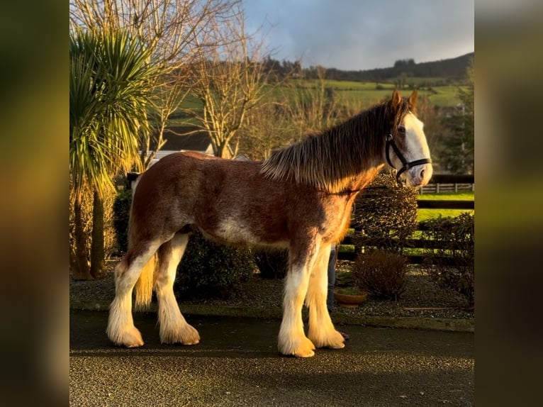 Clydesdale Wallach 2 Jahre 170 cm Roan-Bay in Newry