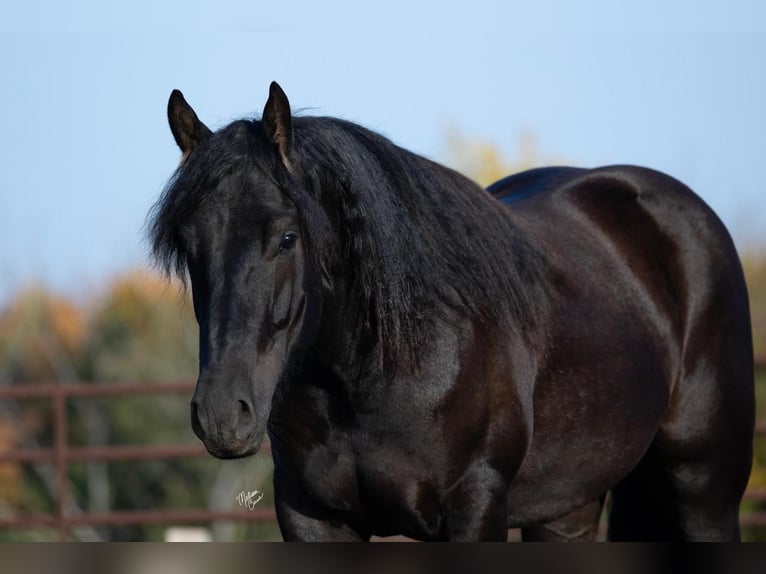 Clydesdale Mix Wallach 3 Jahre 160 cm Rappe in Rush City, MN