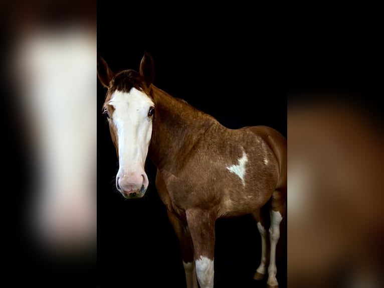 Clydesdale Mix Wallach 3 Jahre  in Alva
