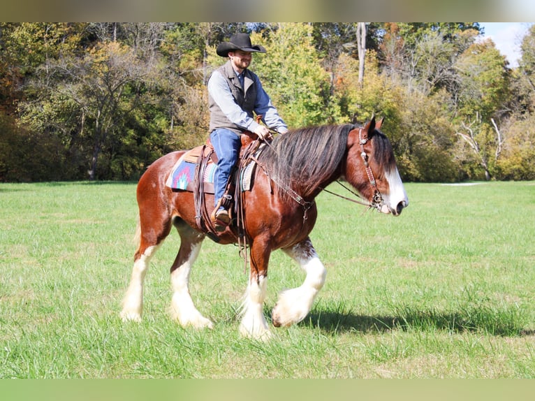 Clydesdale Wallach 4 Jahre 163 cm Roan-Bay in Flemingsburg Ky