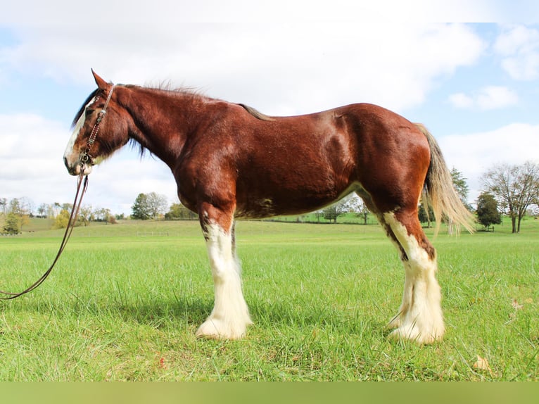Clydesdale Wallach 4 Jahre 163 cm Roan-Bay in Flemingsburg Ky
