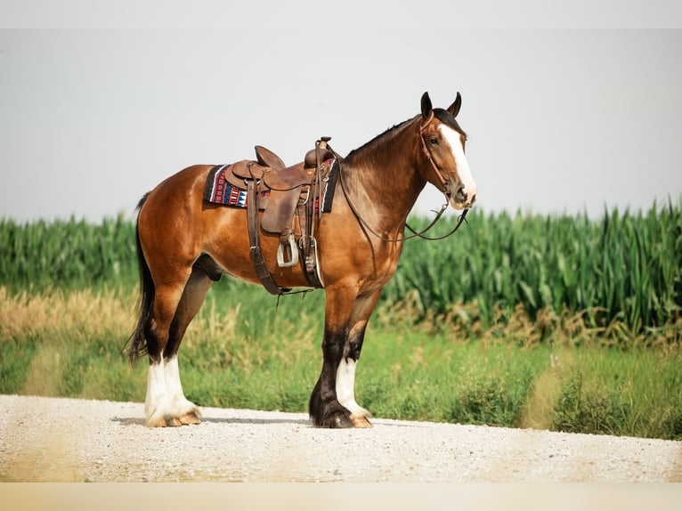 Clydesdale Mix Wallach 4 Jahre 163 cm Rotbrauner in Cambridge