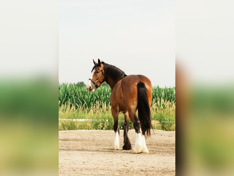 Clydesdale Mix Wallach 4 Jahre 163 cm Rotbrauner in Cambridge