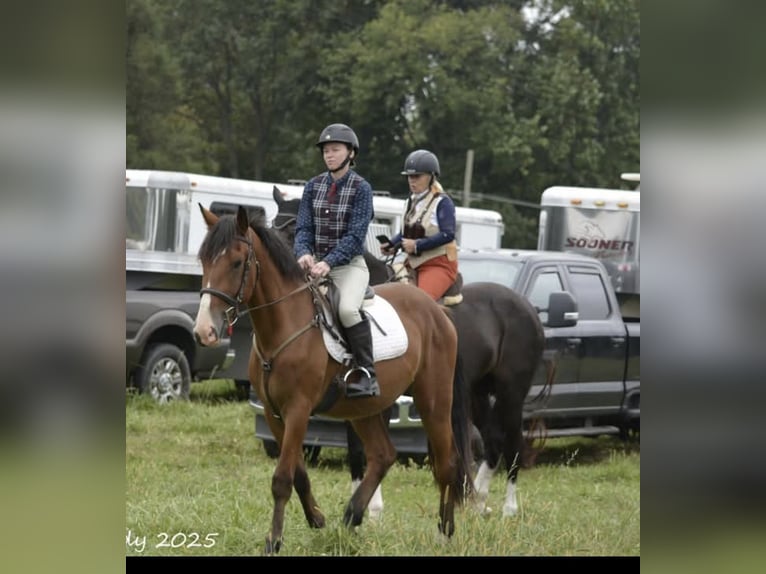 Clydesdale Mix Wallach 4 Jahre 165 cm Rotbrauner in Street