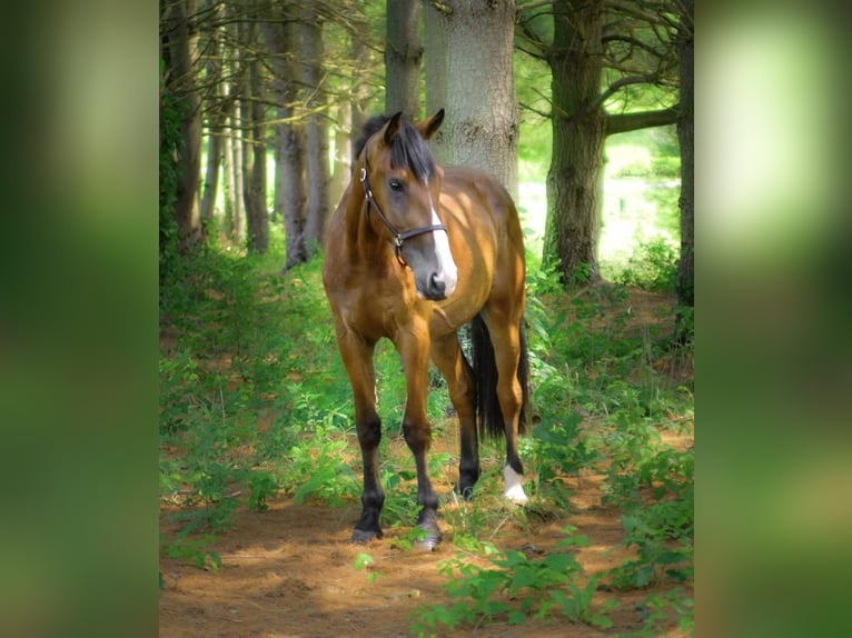 Clydesdale Mix Wallach 4 Jahre 165 cm Rotbrauner in Street Clydesdale Mix Wallach 4 Jahre 165 cm Rotbrauner in Street