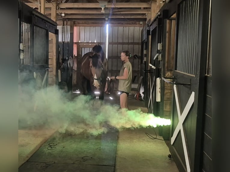 Clydesdale Mix Wallach 4 Jahre 165 cm Rotbrauner in Street Clydesdale Mix Wallach 4 Jahre 165 cm Rotbrauner in Street