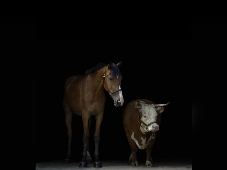 Clydesdale Mix Wallach 4 Jahre 165 cm Rotbrauner in Street Clydesdale Mix Wallach 4 Jahre 165 cm Rotbrauner in Street