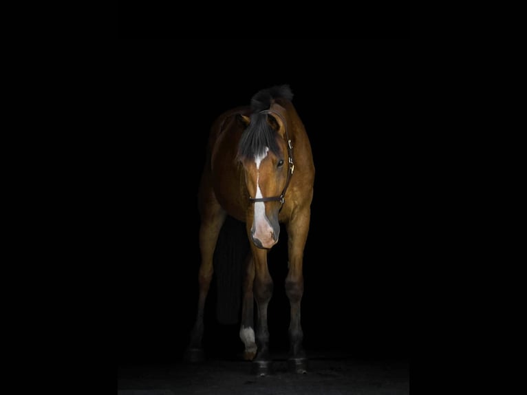 Clydesdale Mix Wallach 4 Jahre 165 cm Rotbrauner in Street Clydesdale Mix Wallach 4 Jahre 165 cm Rotbrauner in Street