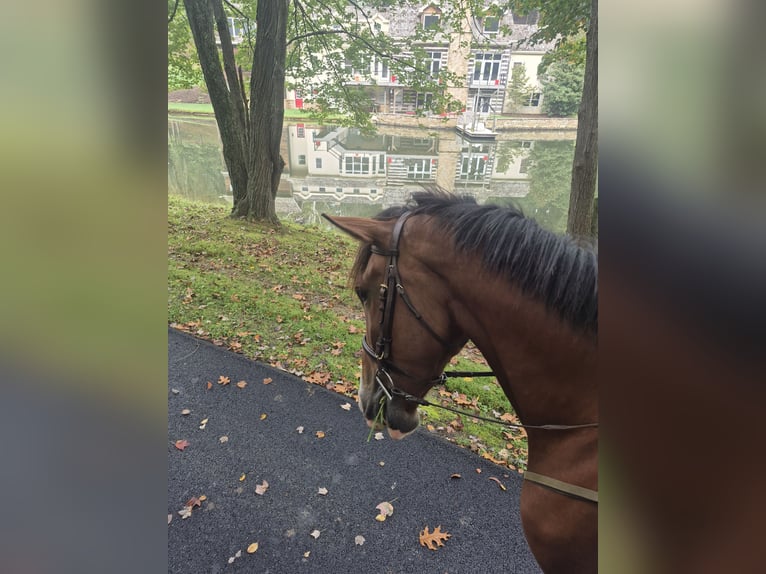 Clydesdale Mix Wallach 4 Jahre 165 cm Rotbrauner in Street Clydesdale Mix Wallach 4 Jahre 165 cm Rotbrauner in Street