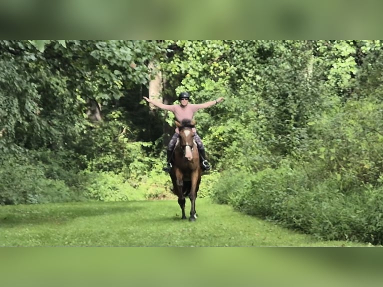 Clydesdale Mix Wallach 4 Jahre 165 cm Rotbrauner in Street Clydesdale Mix Wallach 4 Jahre 165 cm Rotbrauner in Street