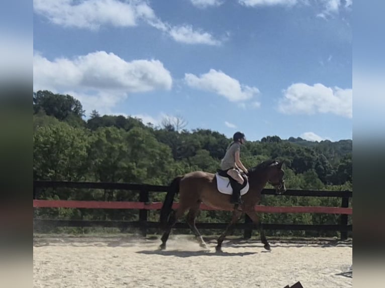 Clydesdale Mix Wallach 4 Jahre 165 cm Rotbrauner in Street Clydesdale Mix Wallach 4 Jahre 165 cm Rotbrauner in Street