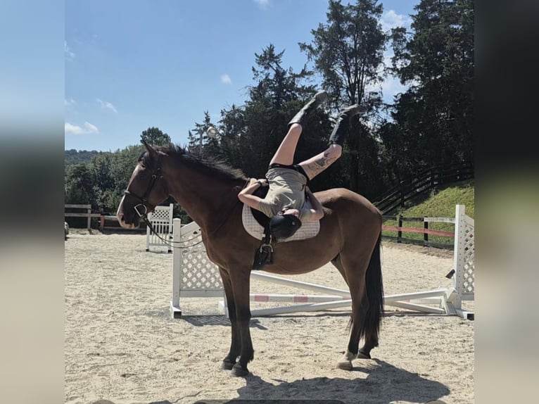 Clydesdale Mix Wallach 4 Jahre 165 cm Rotbrauner in Street Clydesdale Mix Wallach 4 Jahre 165 cm Rotbrauner in Street